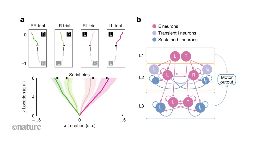 How the zebrafish brain weaves recent experiences into future decisions 图片 1