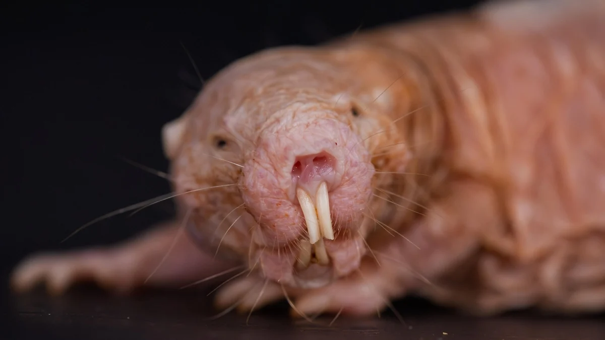 Naked Mole-Rats Just Got Even Wackier; Turns Out The Queen Keeps Her Colony Infertile Through Scent 图片 1