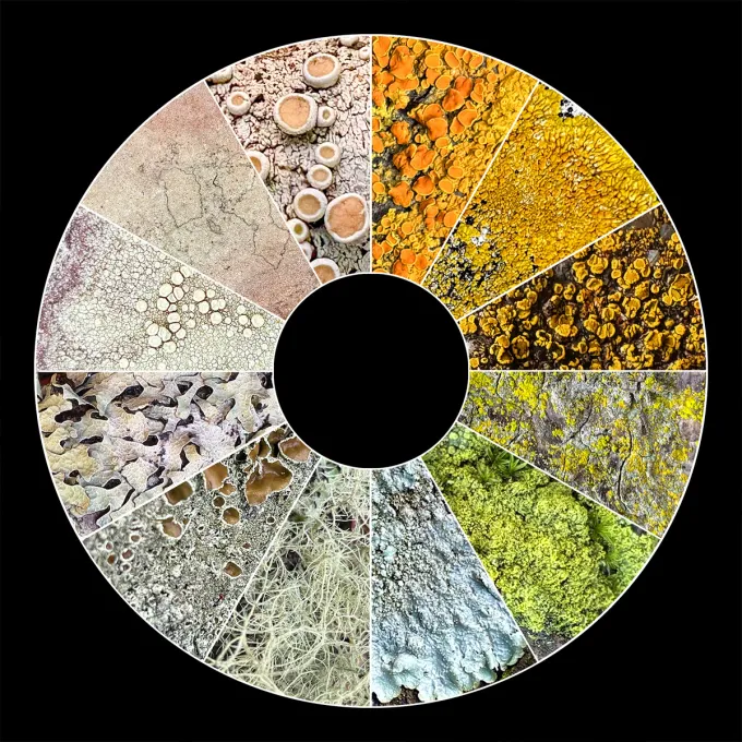 How to Be a Lichen: Adaptive Strategies for the Vulnerabilities of Being Human from Nature’s Tiny Titans of Tenacity 图片 1