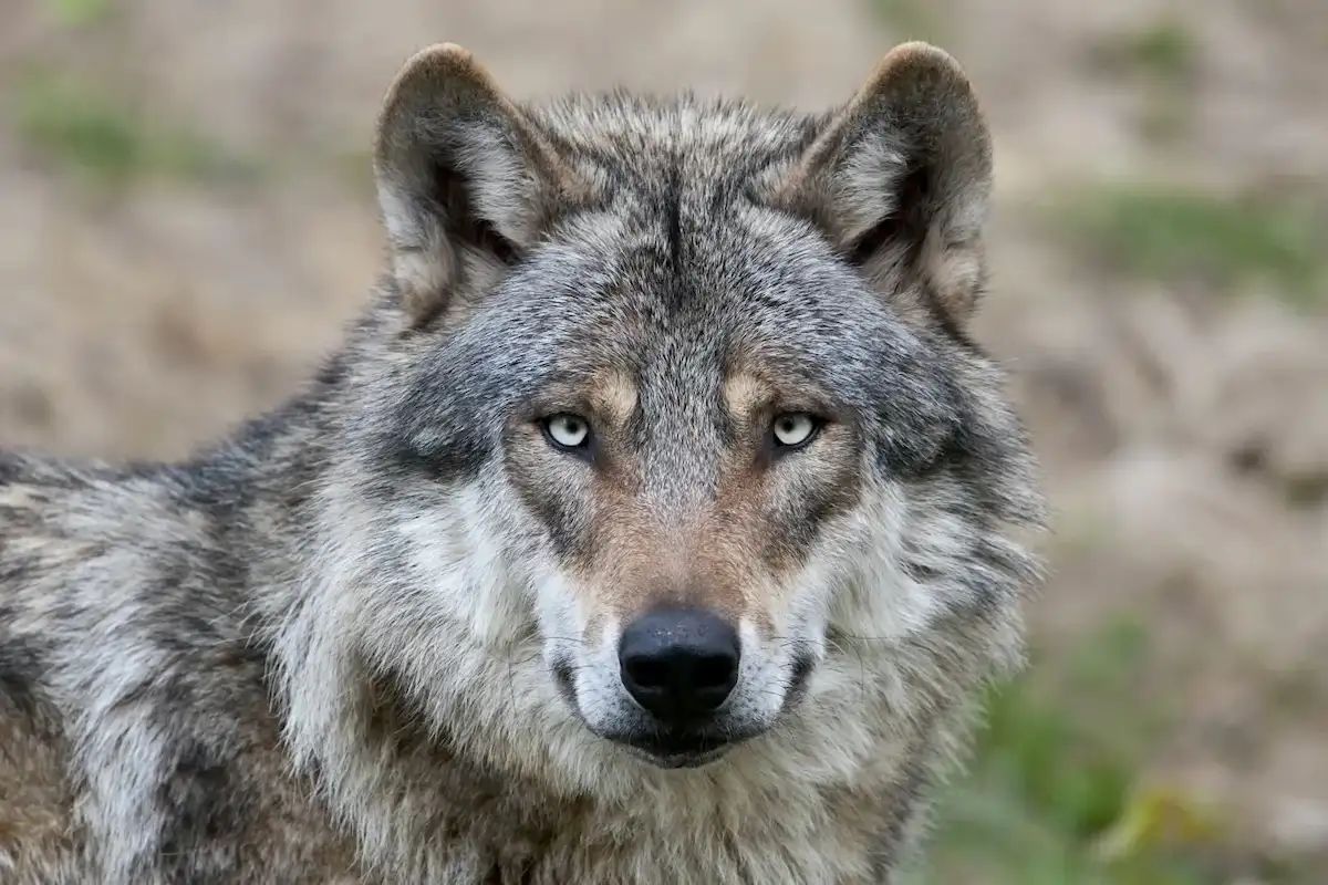 Nearly Half of Wolves in Italy Are Now Part Dog 图片 1