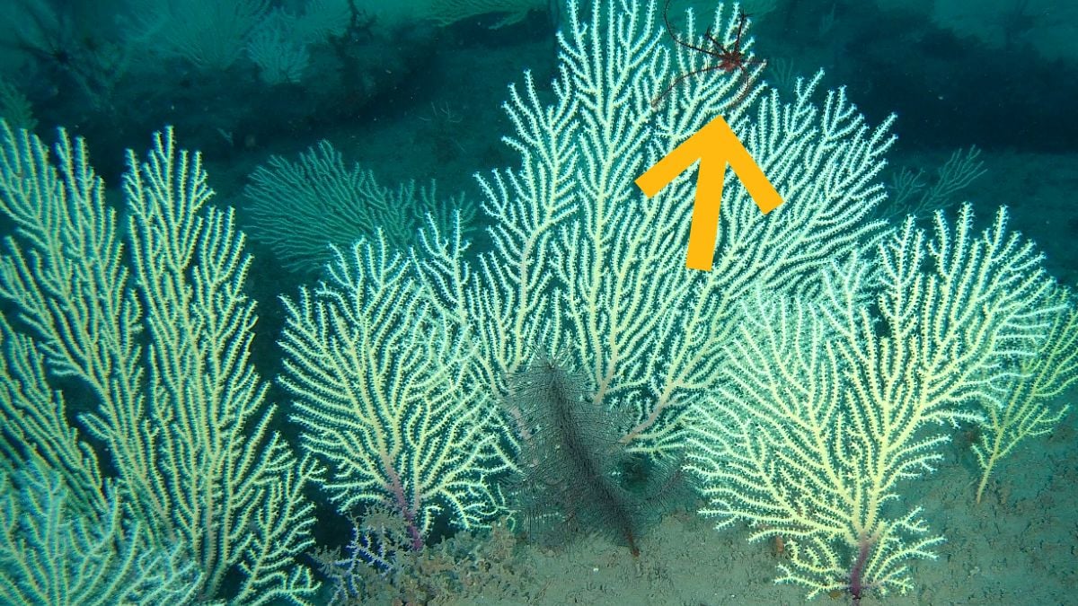 Coral Reefs Presumed Dead Have Been Found Teeming With Life 图片 1