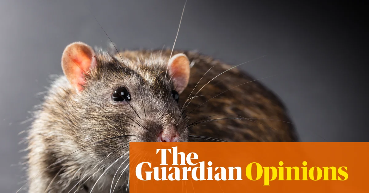 If we can’t keep rats out of Britain’s jails, we shouldn’t be putting children in them | Zoe Williams 图片 1