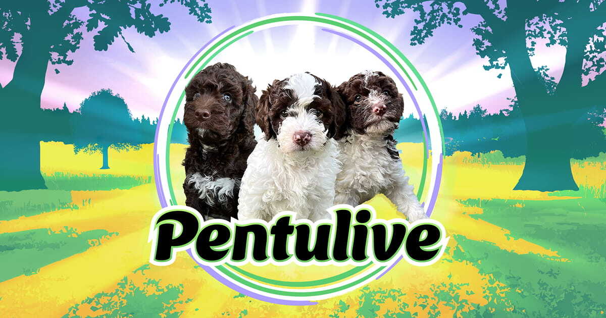 Pentulive（Puppy Live）[视频] 图片 1