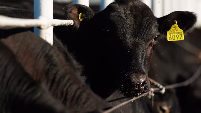 'Betrayal': Ranchers lash out at Donald Trump's plan to cut tax on beef imports 图片 1