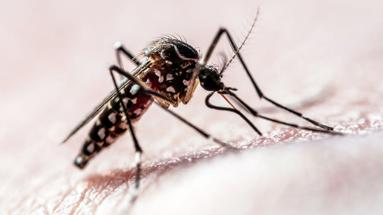 Mosquitoes seem to be getting over insect repellent 图片 1