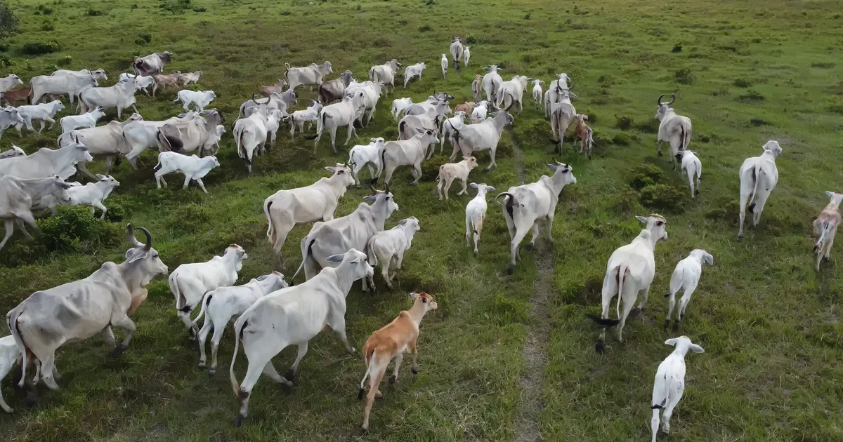 Beef and dairy drive 41% of biodiversity damage linked to global farmland 图片 1
