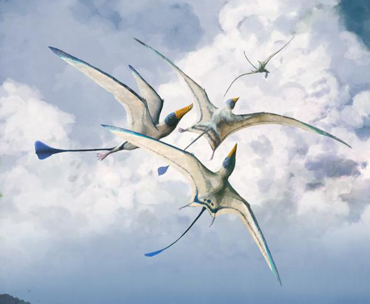 Everyone's Been Drawing Pterosaur Wings Wrong 图片 1