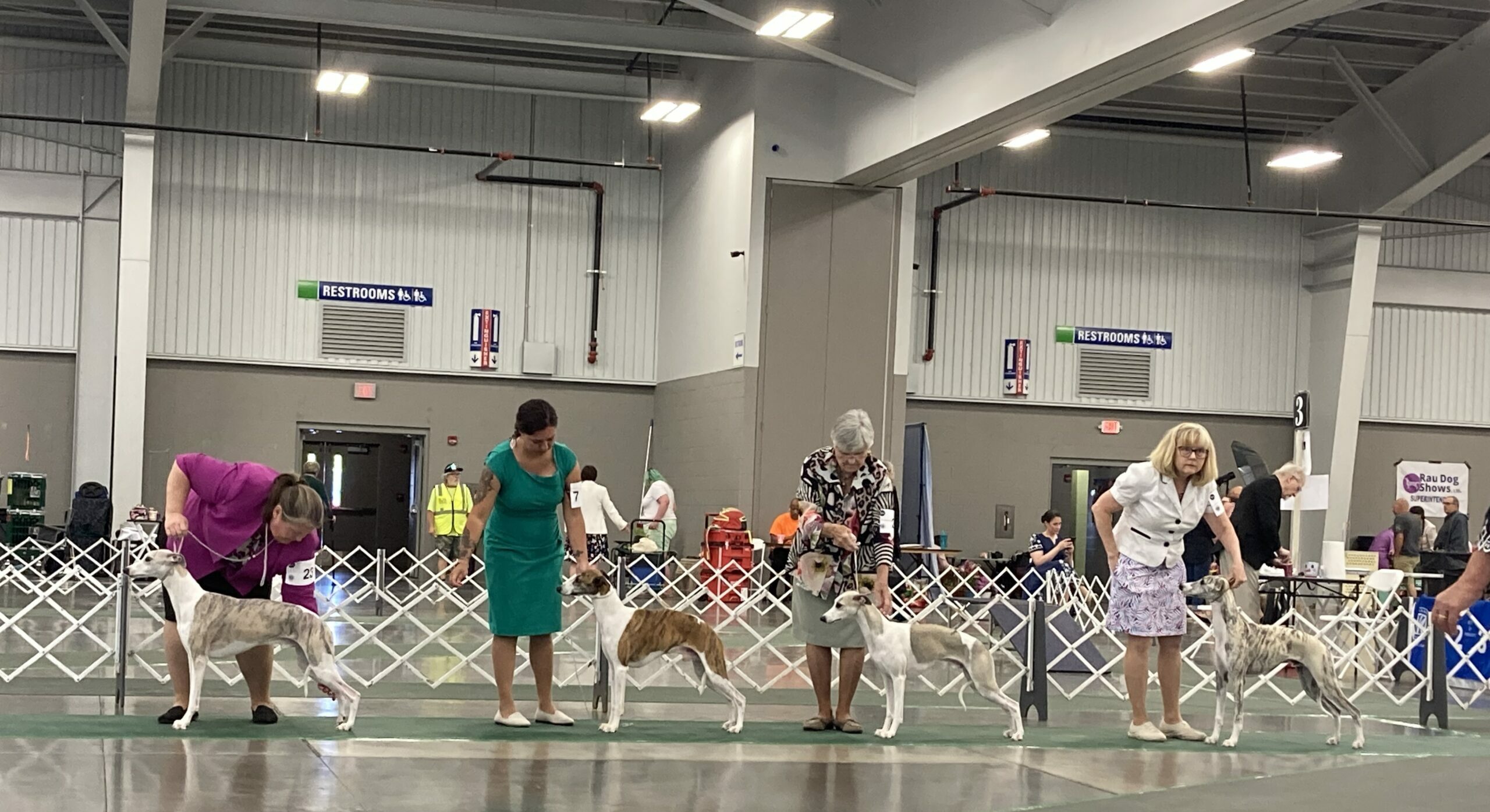 在品种犬展上：追寻理想的狗 图片 1