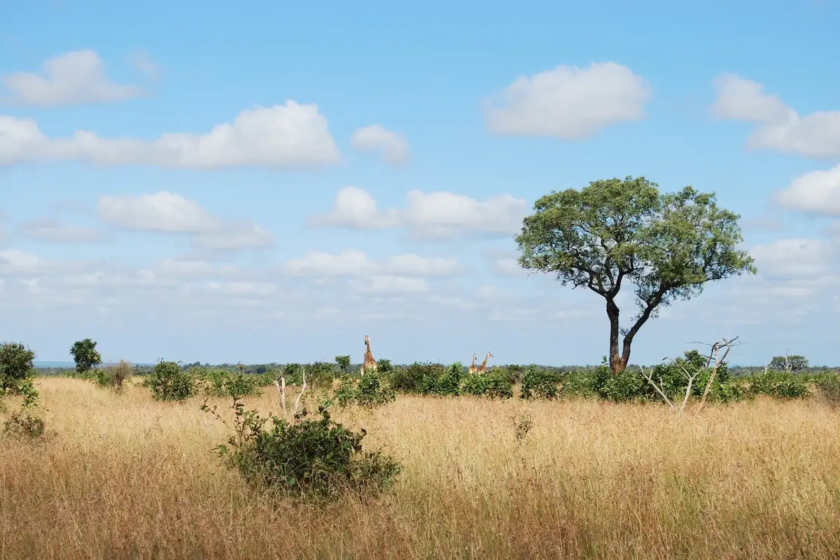 Rising CO2 Speeds the Growth of Grasses on the African Savanna 图片 1