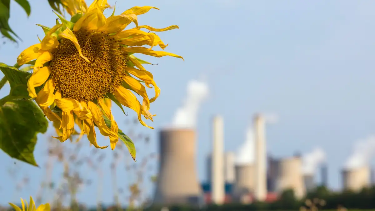 Humans Are Changing How Nature Smells, With Risks for Wildlife 图片 1