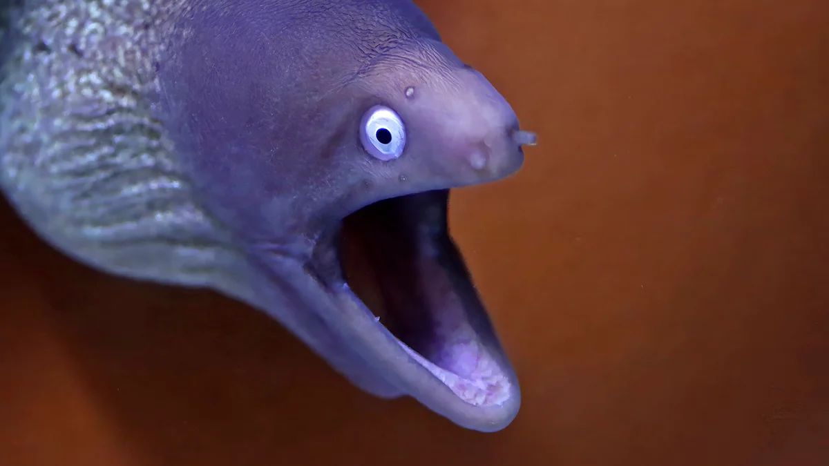 A Patient With a Perforated Bowel Shows Why Eels Shouldn't Be Anywhere Near Your Butt 图片 1