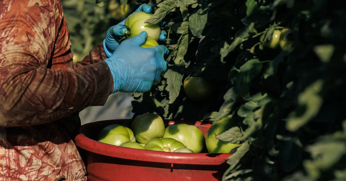 How the Government’s Obligation to Keep Foreign Workers Safe Collided With Its Efforts to Keep Farms Afloat 图片 1