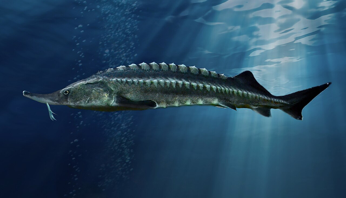 The Brain of a 319M-Year-Old Fossil Fish 图片 1