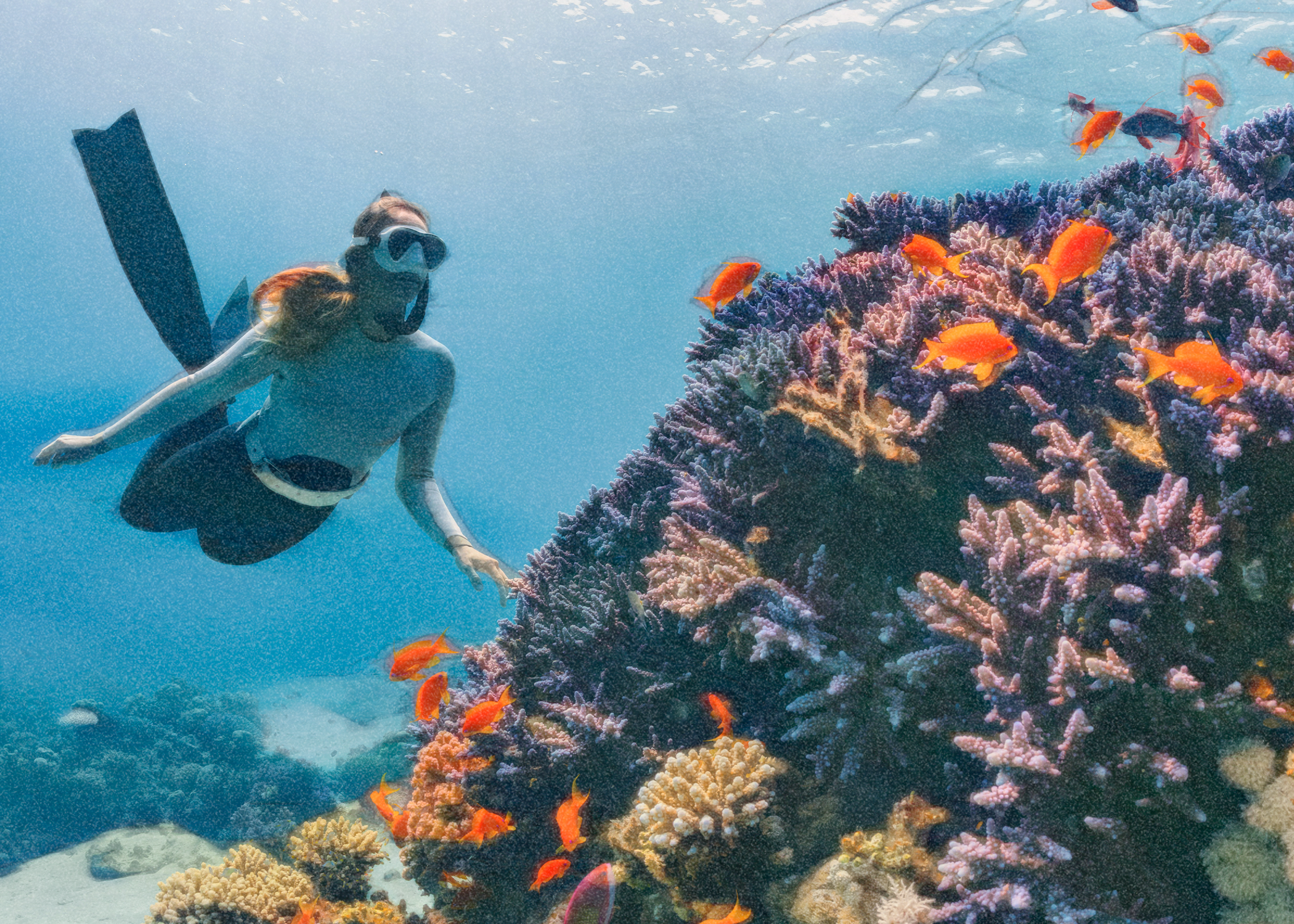 Coral reefs are tougher than we thought 图片 1