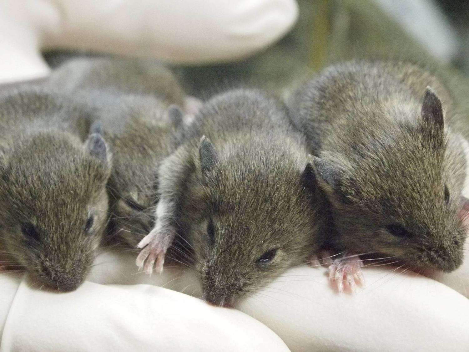 Mammals cannot be cloned infinitely, Japanese mouse study shows 图片 1