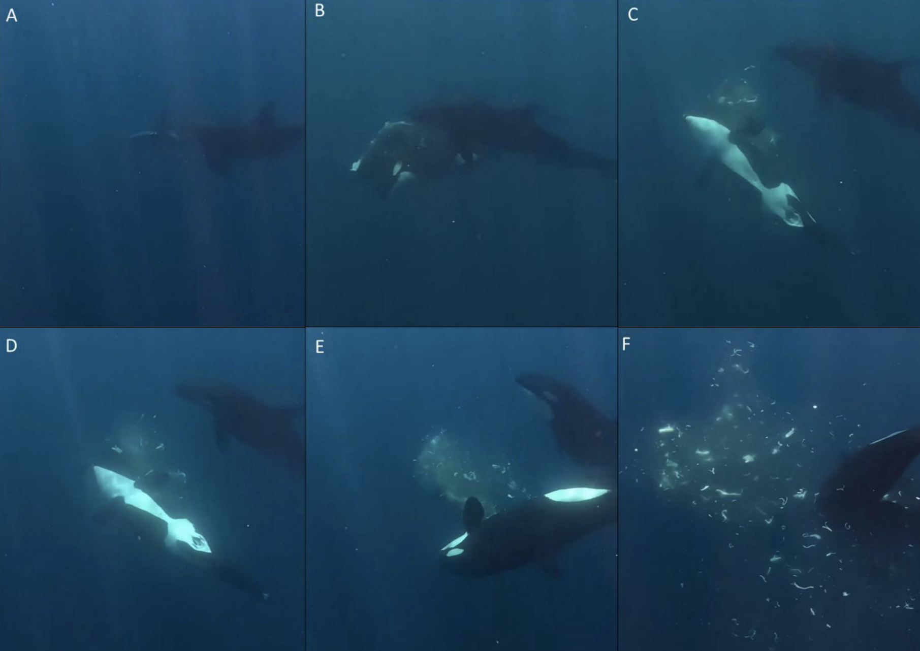 Orcas Explode Fish Into Confetti, Possibly for Fun, In ‘Astounding’ New Video 图片 1