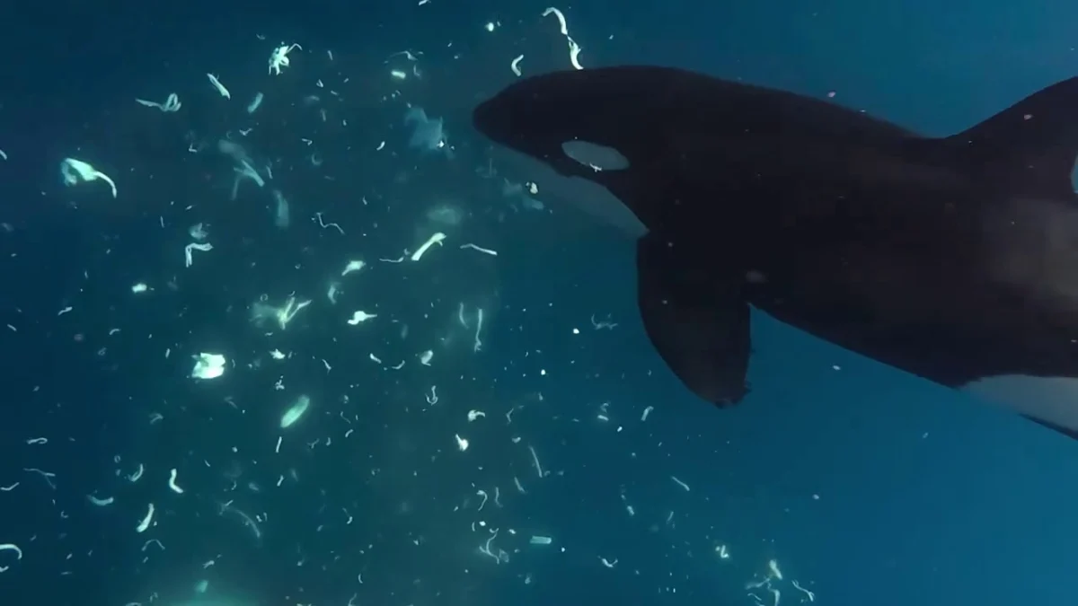 Orcas Keep Punching Giant Sunfish to Smithereens, And Scientists Are Mesmerized 图片 1