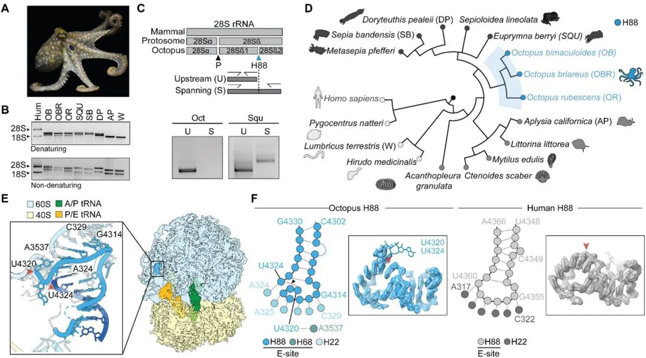 Octopuses Hacked Their Ribosome to Become Smart 图片 1