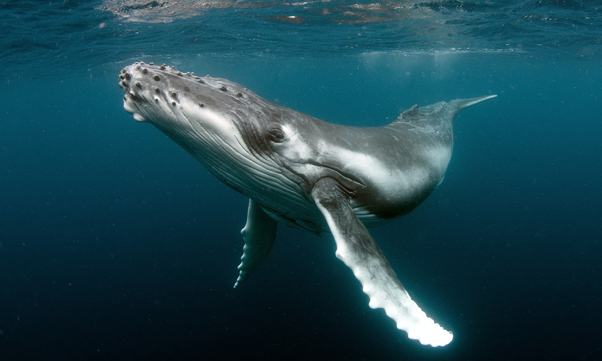 The Cold War’s Accidental Whale Observatory 图片 1