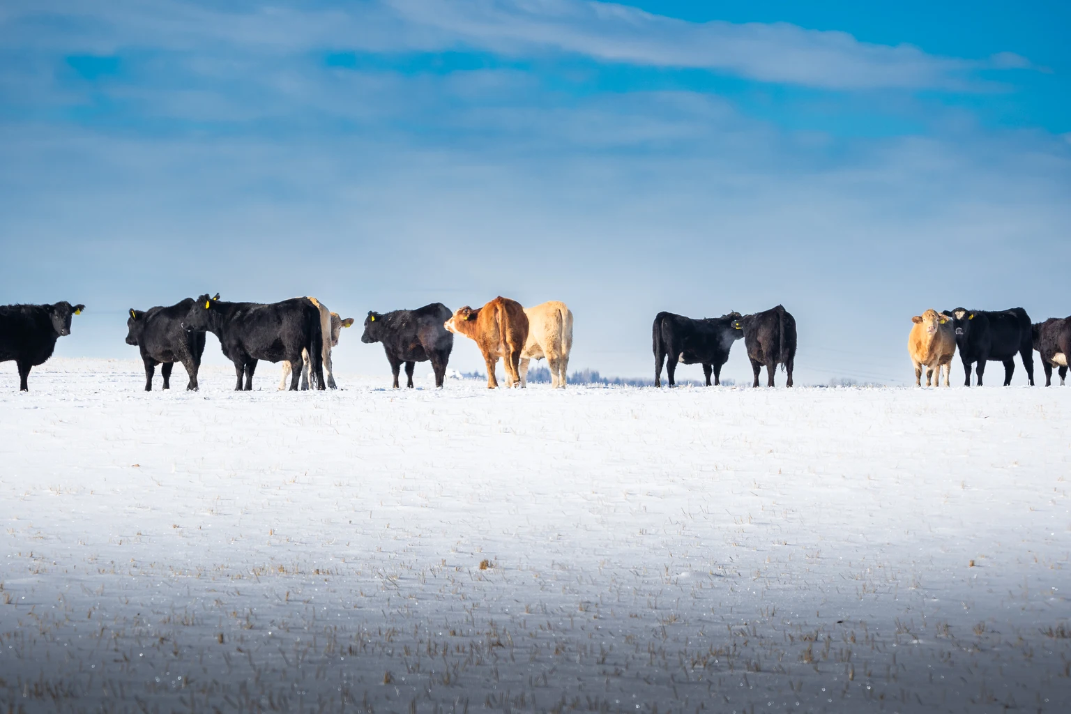 Catching A Falling Calf: A Contrarian Case For America's Beef Packers 图片 1
