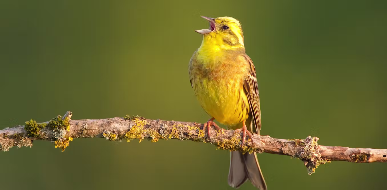 Do birds have accents? the regional differences in birdsong 图片 1