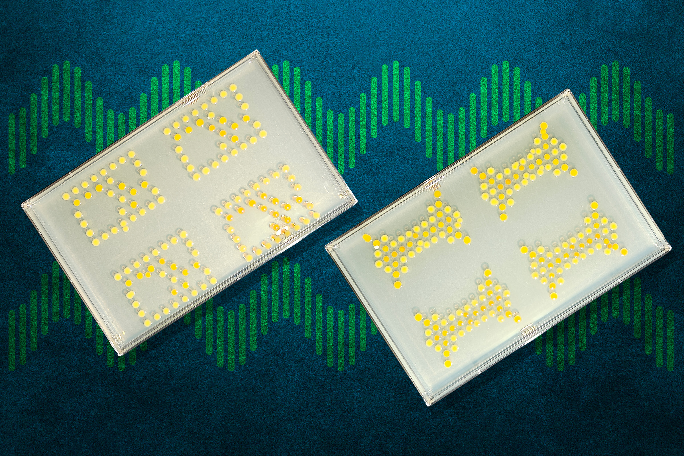MIT engineers connect bacteria to create living transistors 图片 1