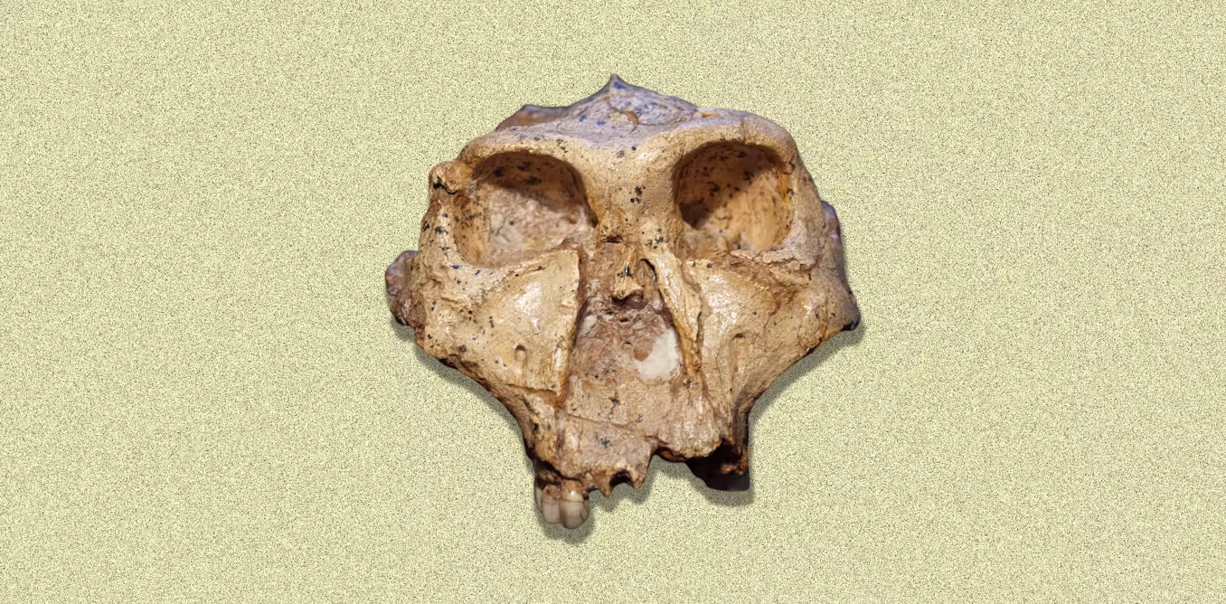 Why it might be time to rethink the human family tree 图片 1
