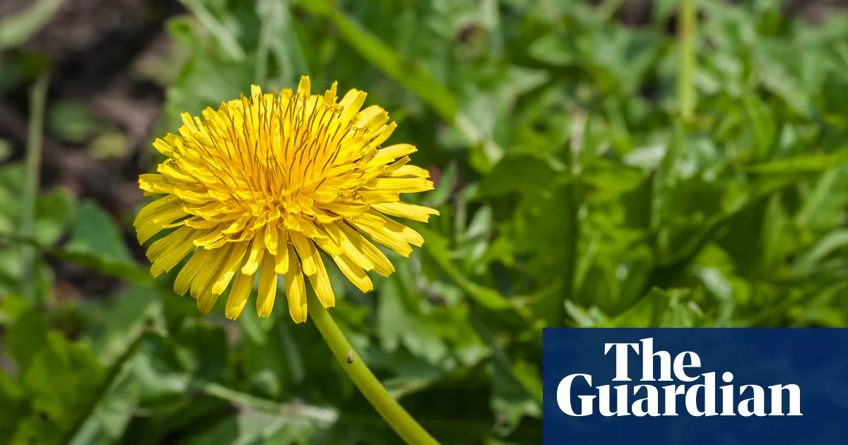 Russian Dandelion plant offers solution to global rubber shortage 图片 1