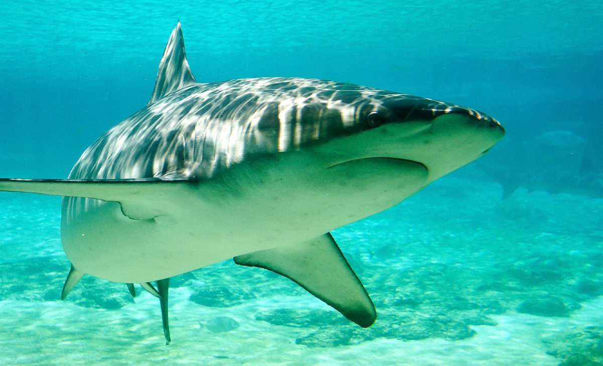 This Non-Movie-Star Shark Is Feeding Close to Shore 图片 1