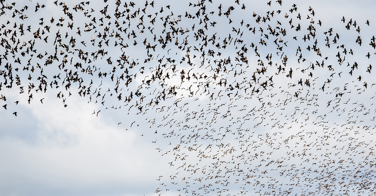 What Is Swarm Intelligence? An Explainer 图片 1