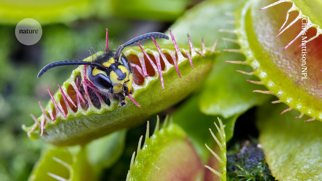 Revealed: how Venus flytraps snap shut with astonishing speed 图片 1