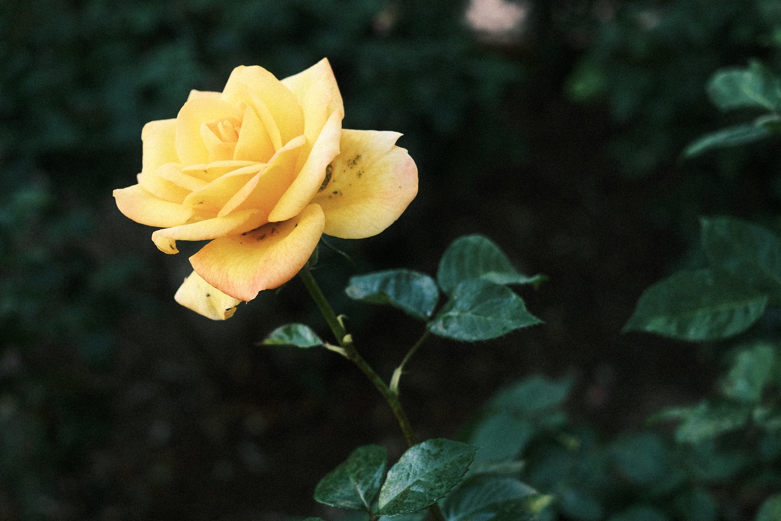 7 Must-Try Recipes for 4th-Gen Fujifilm Cameras 图片 1