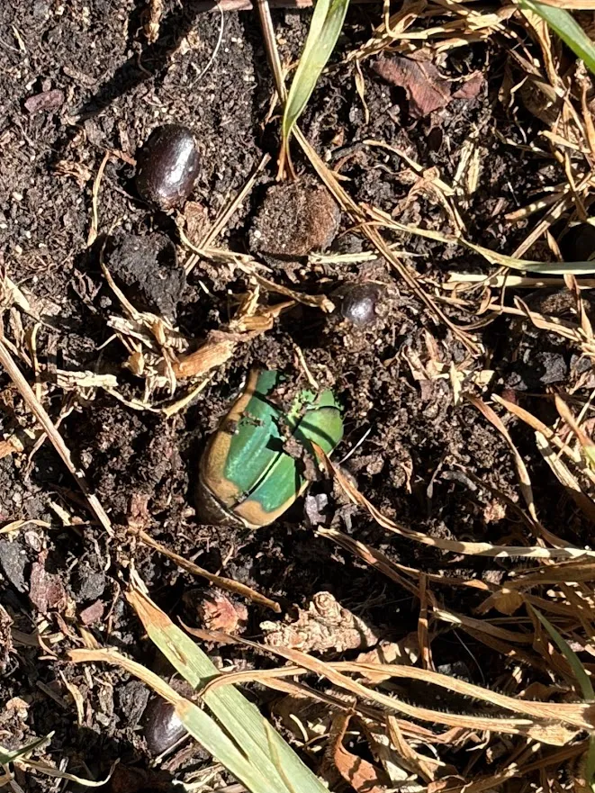 Look at this gigantic bug 图片 2