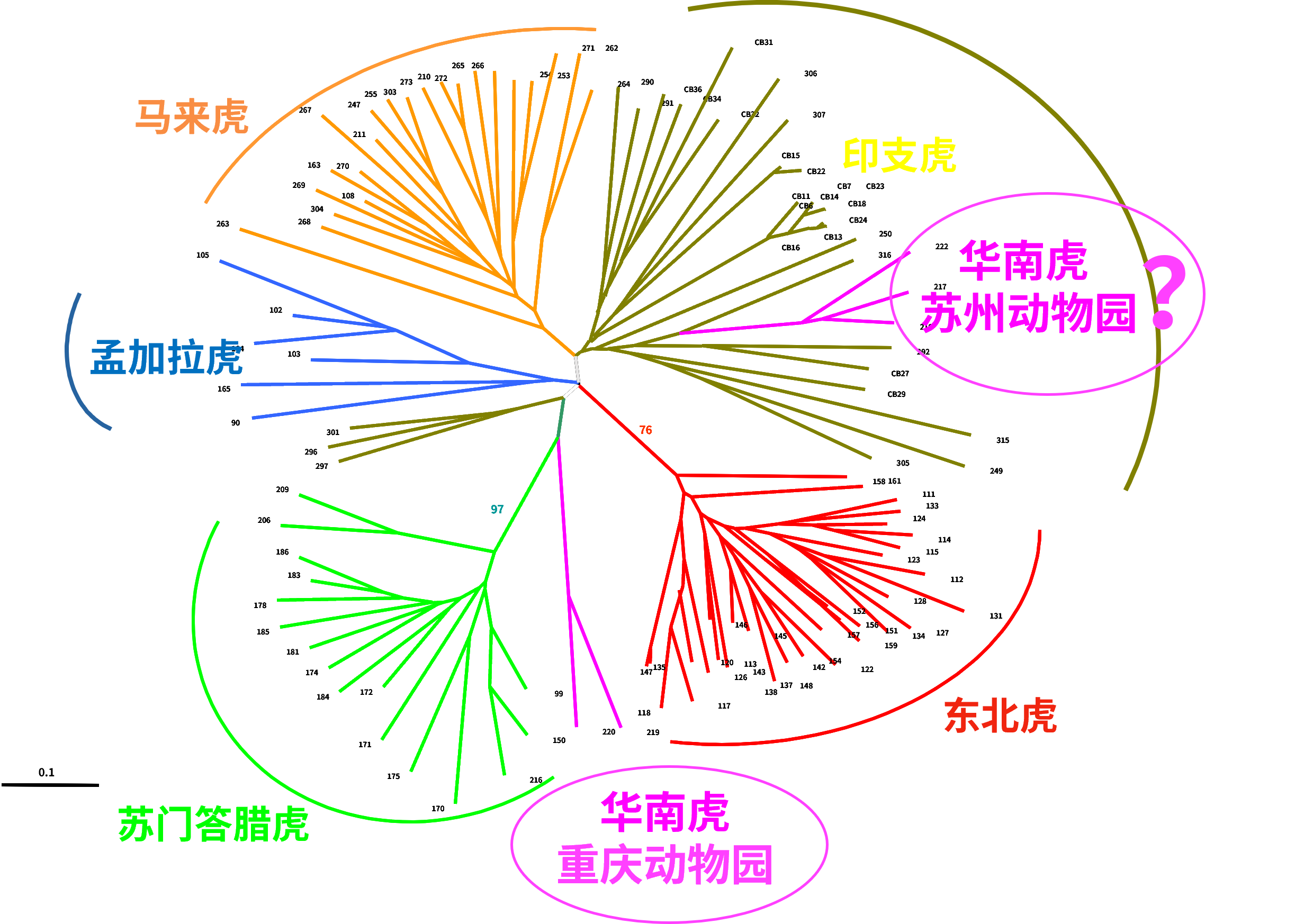 我们的祖先最早是什么时候开始养猫的，养的是什么猫？ 图片 2