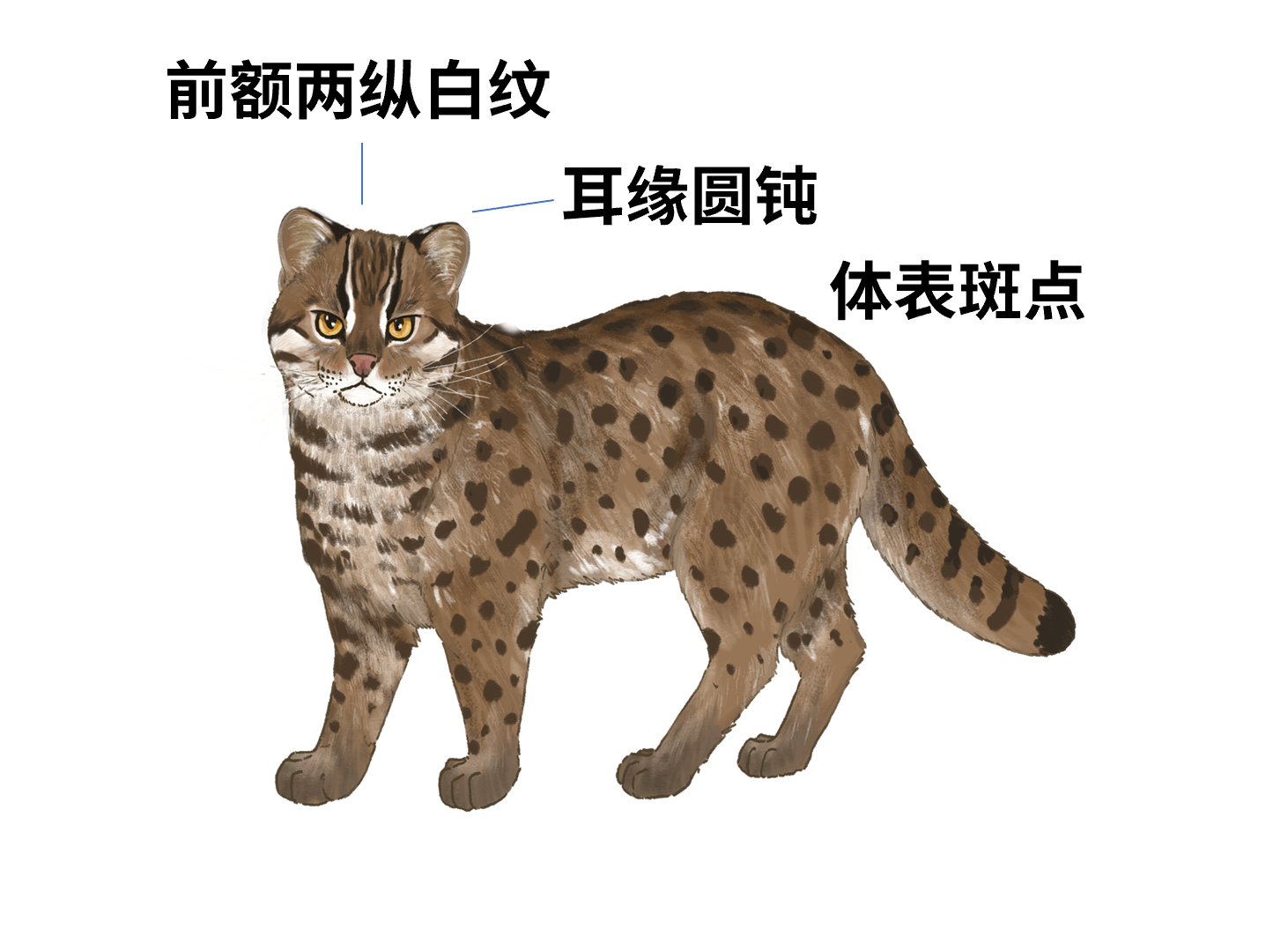 我们的祖先最早是什么时候开始养猫的，养的是什么猫？ 图片 3