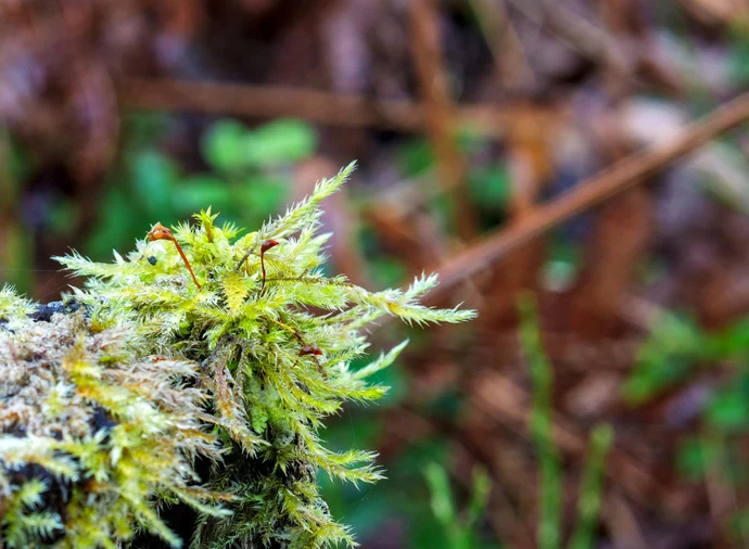 Moss Is Generating Electrical Waves That Look Startlingly Like a Neural Network 图片 2