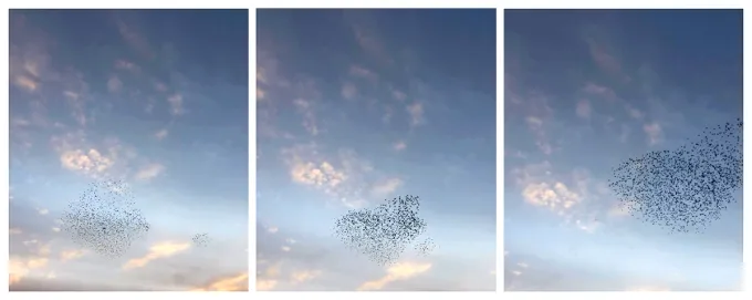 Notes on Complexity: A Buddhist Scientist on the Murmuration of Being 图片 2