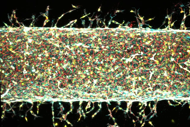 MIT Scientists Grew Artificial Blood Vessels In The Lab Using Magnets 图片 2