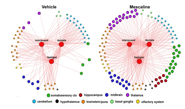 One of The Oldest Psychedelics Just Had Its Brain Effects Mapped For The First Time 图片 3