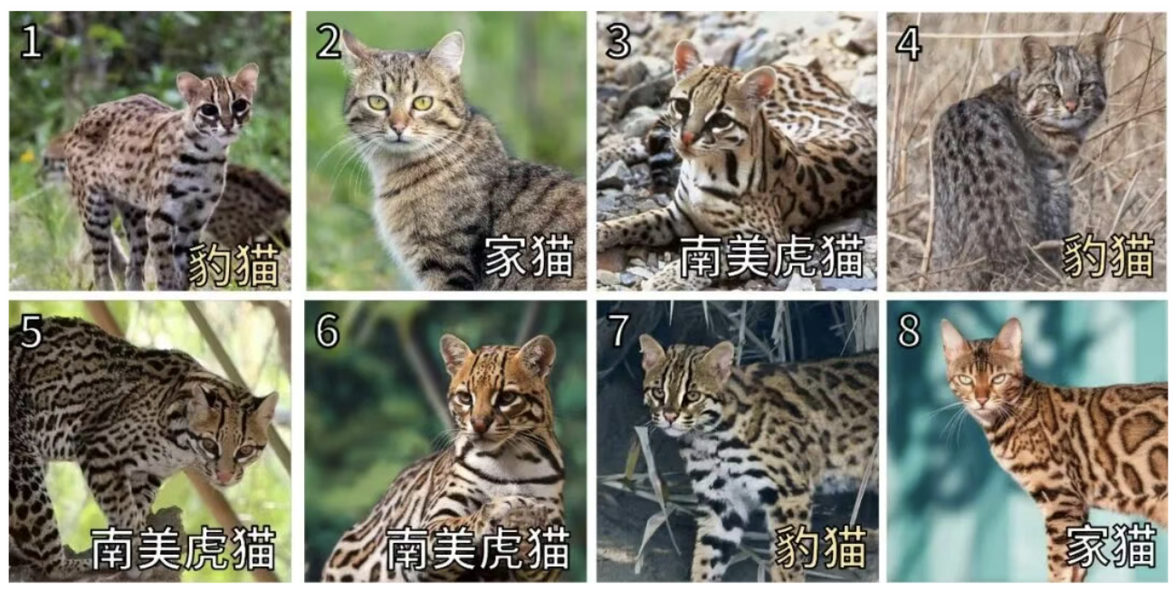我们的祖先最早是什么时候开始养猫的，养的是什么猫？ 图片 4