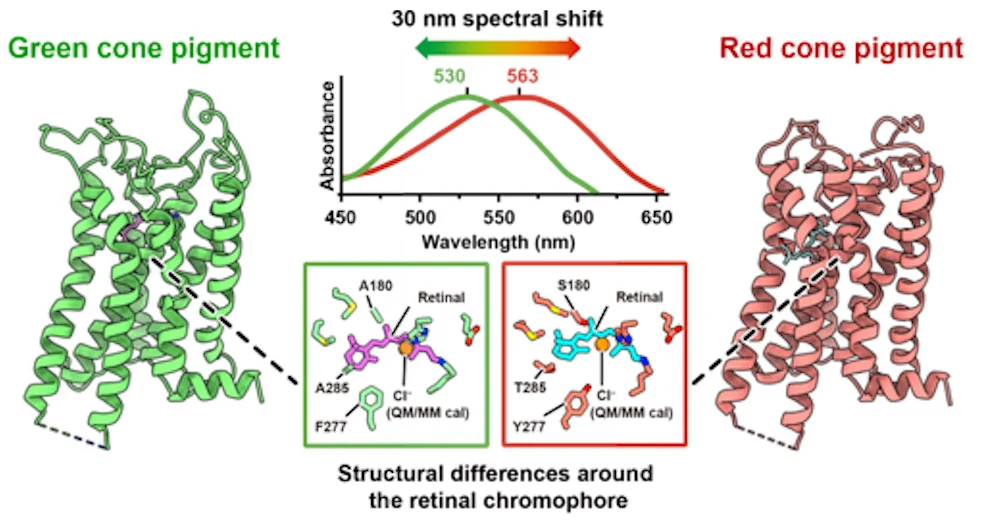 It Takes Just 3 Amino Acids to Let Us See Red And Green, Study Finds 图片 3