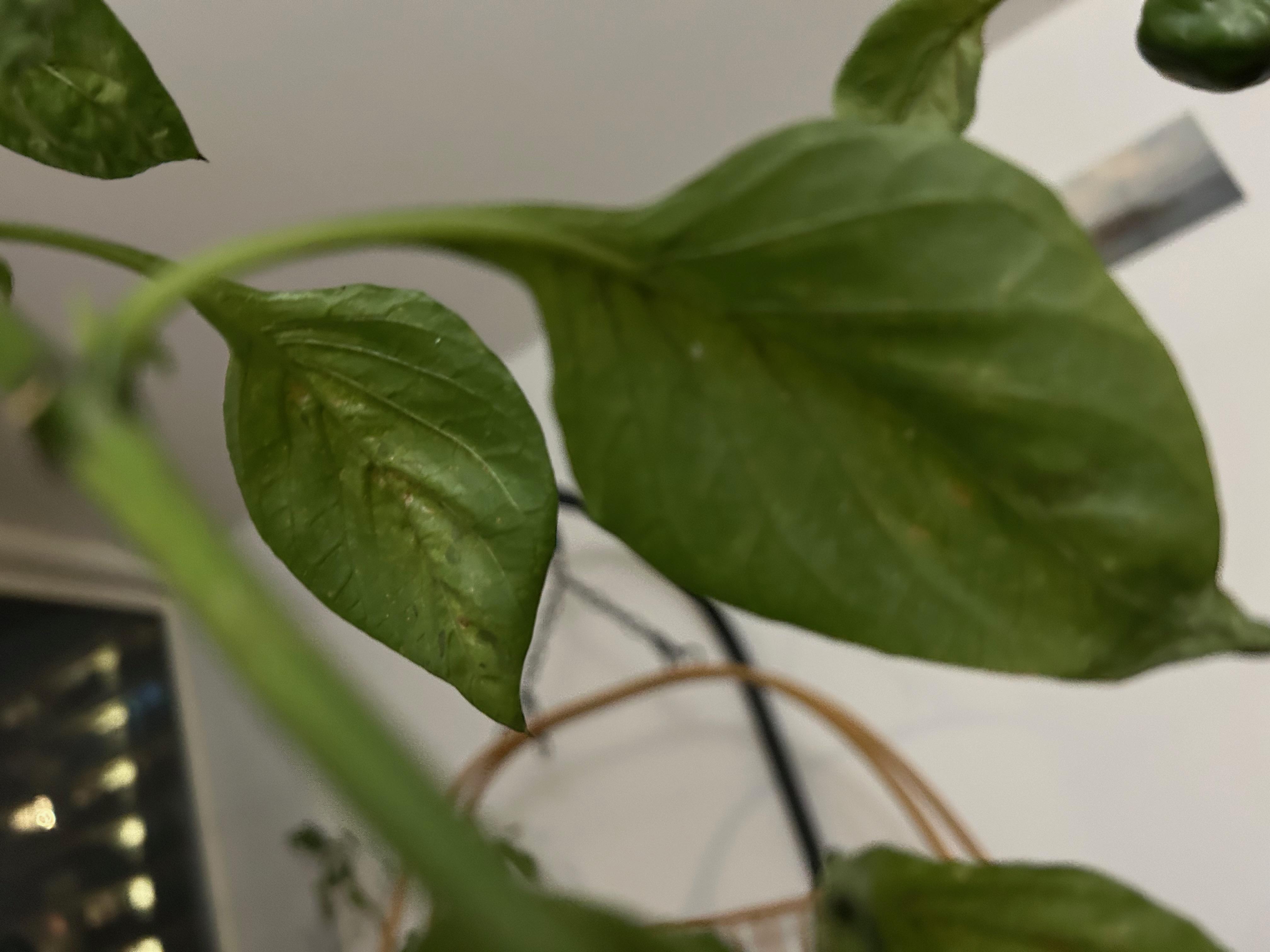 This plant is two years old 图片 4