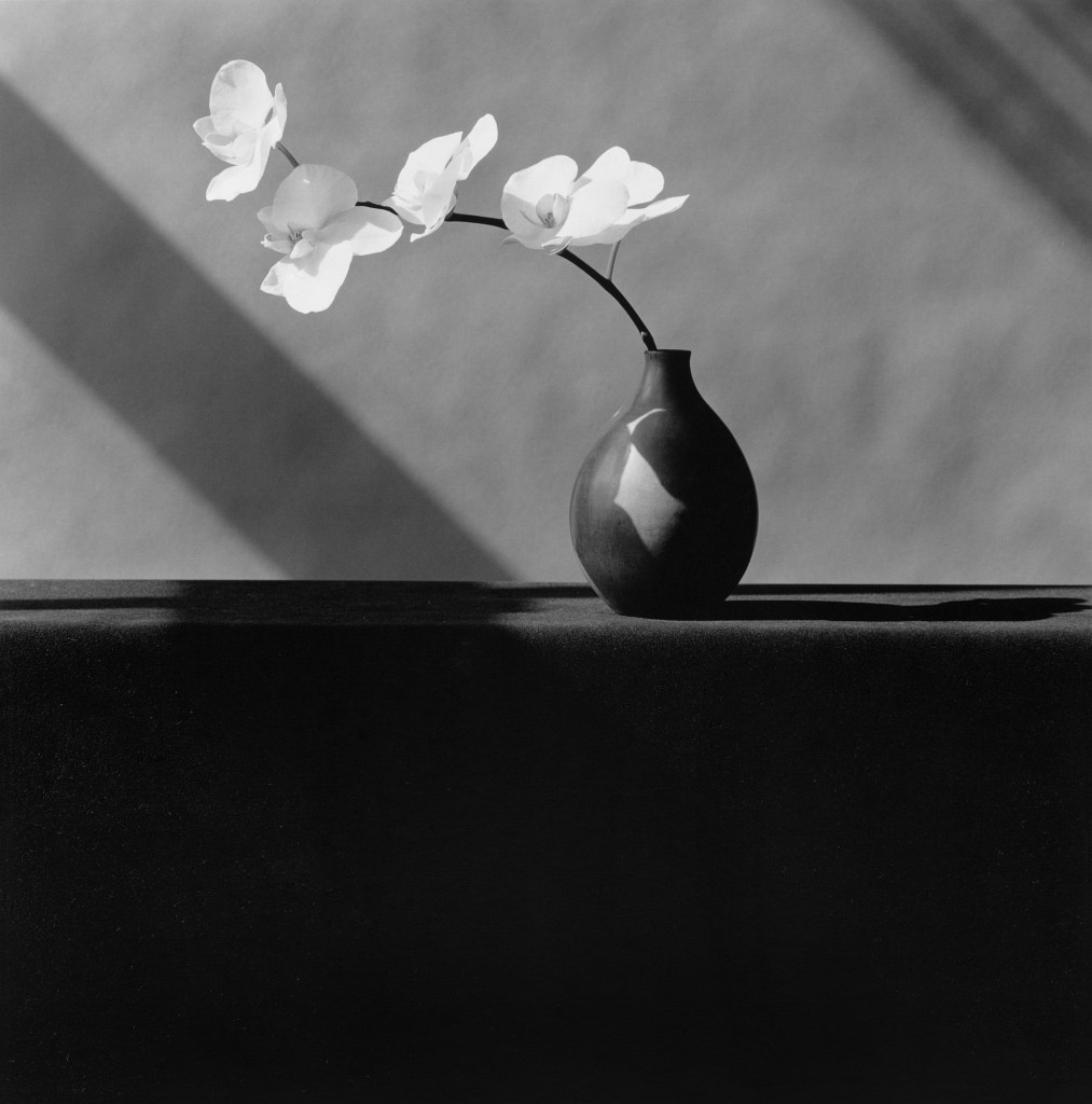 These exquisite photographs by the controversial master Robert Mapplethorpe changed the way we think about beauty [NSFW] 图片 2