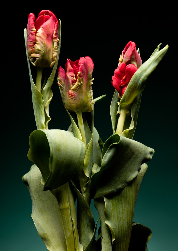 These vibrant portraits give a beautiful insight into Mexican culture and heritage – you must take a look! 图片 4