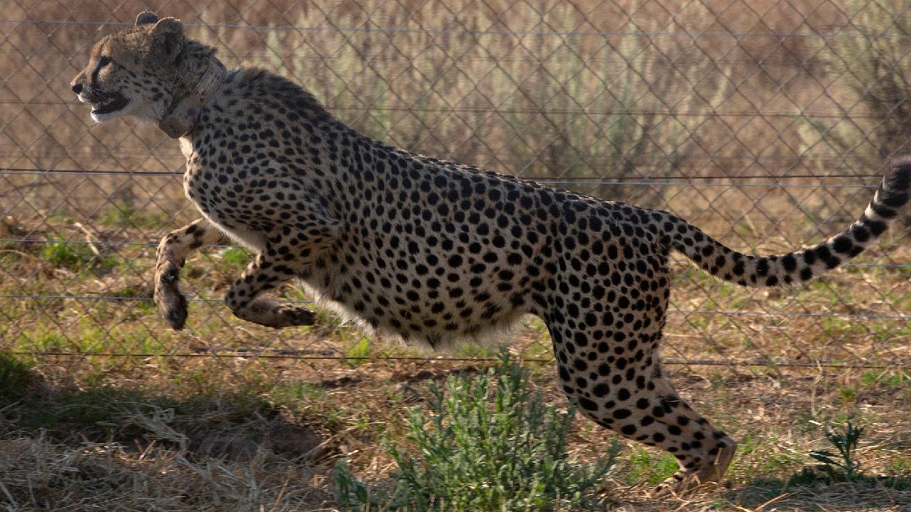 South Africa relocates six cheetahs to Zambia to restore species 图片 2