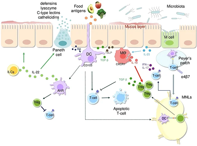 Scientists Reveal How Gluten Reactions in The Gut Lining Lead to Celiac Damage 图片 2