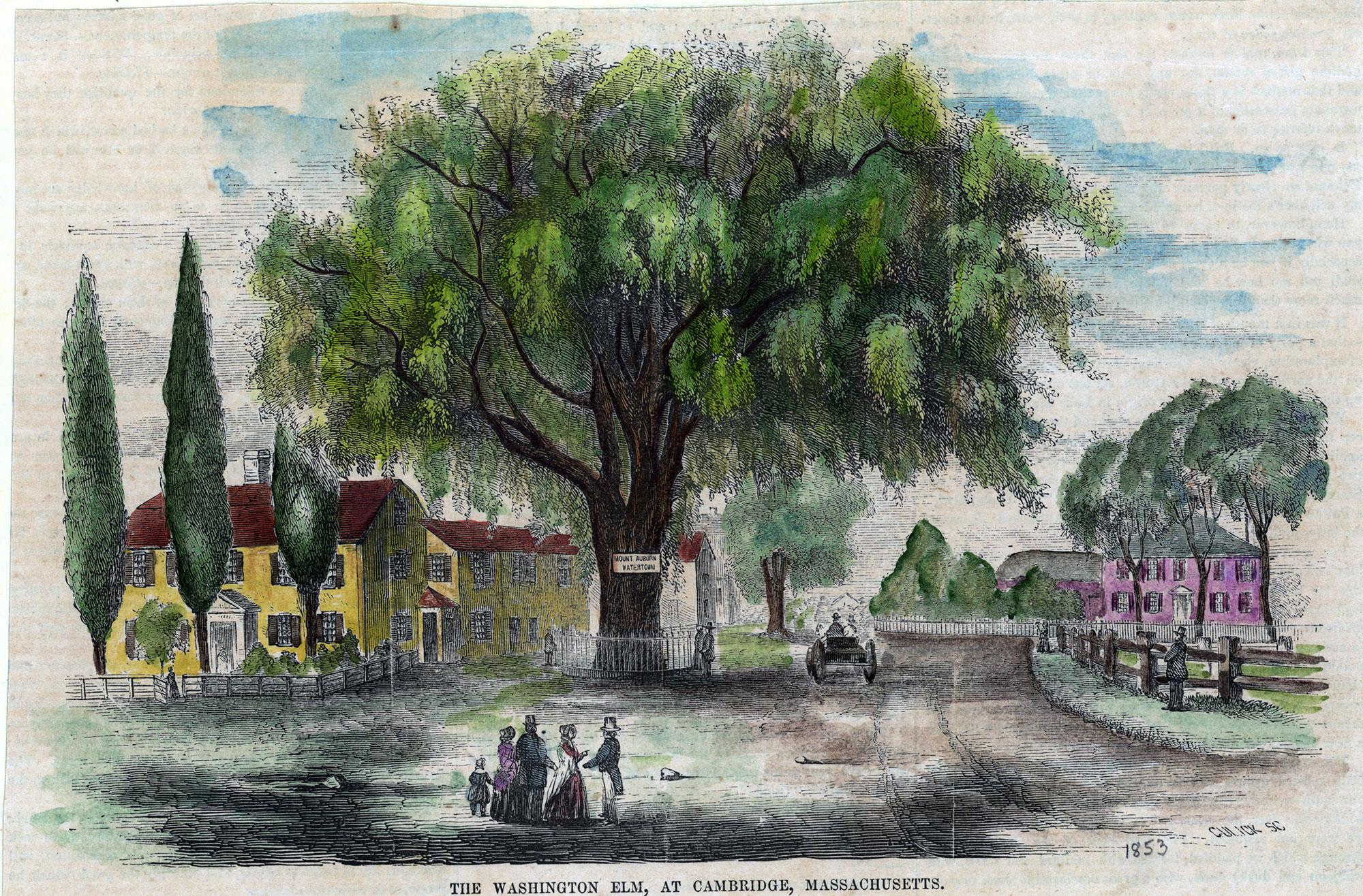 The deadly experiment that could save the American elm 图片 4