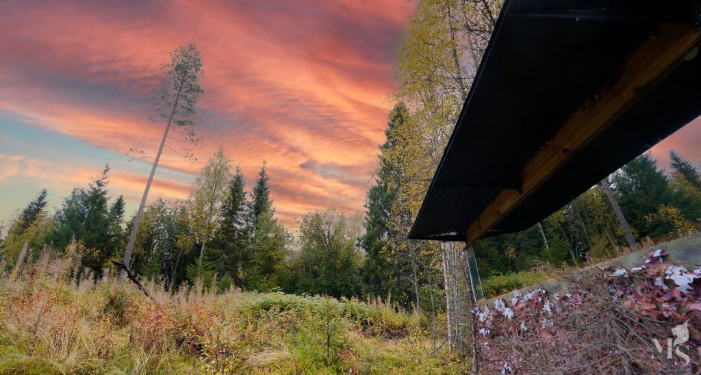 This nature photographer shoots from an abandoned old cabin in the woods – the results he gets are incredible 图片 2