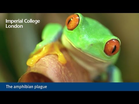 One Fungus Has Caused More Extinctions Than Any Other Infectious Disease. Some Toads Have Found a Way to Survive It 图片 2