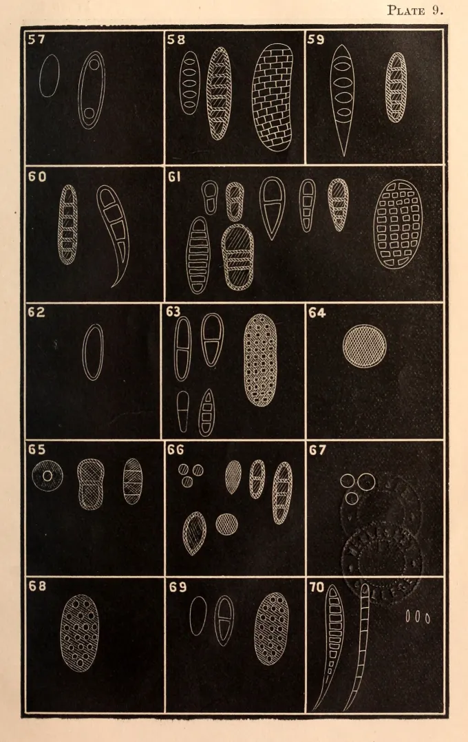How to Be a Lichen: Adaptive Strategies for the Vulnerabilities of Being Human from Nature’s Tiny Titans of Tenacity 图片 2